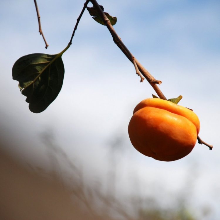 soja city, okayama prefecture, visitwestjapan